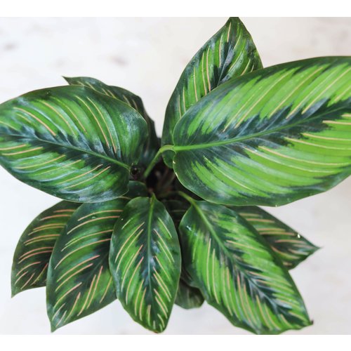 4" Calathea Assorted 4" Calathea Assorted