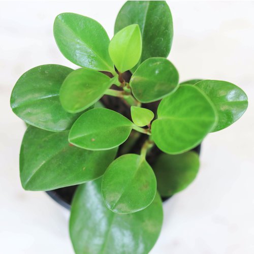 4" Peperomia Asst. 4" Peperomia Asst.