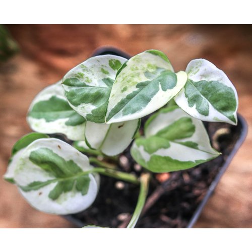 3" Pothos Pearl N Jade 3" Pothos Pearl N Jade