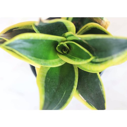 5.5" Sanseveria Star Power Gold Hahni 5.5" Sanseveria Star Power Gold Hahni