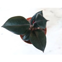 4" Ficus Burgundy