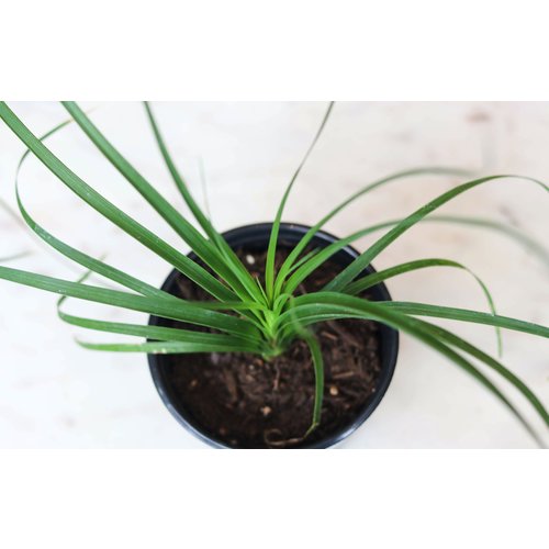 4" Ponytail Palm 4" Ponytail Palm