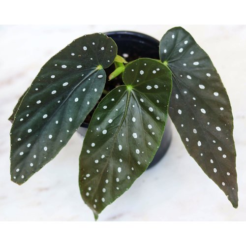 4" Angelwing Begonia 4" Angelwing Begonia
