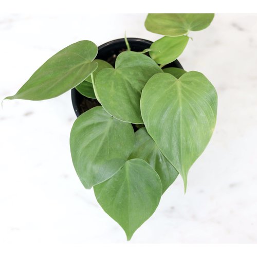 4" Philodendron Cordatum 4" Philodendron Cordatum