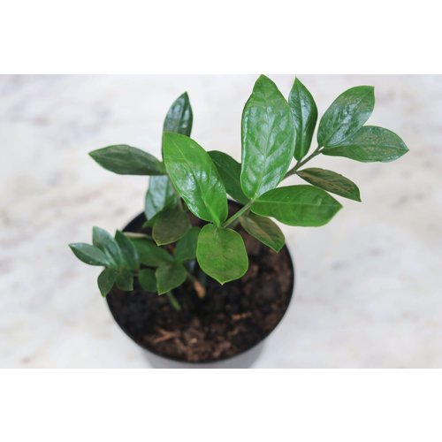 6" Zamioculcas Zamifolia ZZ Plant 6" Zamioculcas Zamifolia ZZ Plant