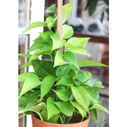 6" TP Pothos Golden 6" TP Pothos Golden