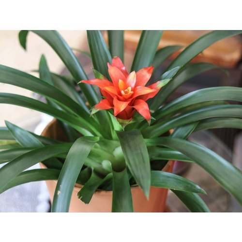 4" Bromeliad ASST. 4" Bromeliad ASST.