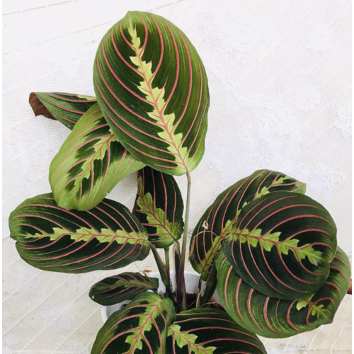 5" Maranta Red (Prayer Plant) 5" Maranta Red (Prayer Plant)