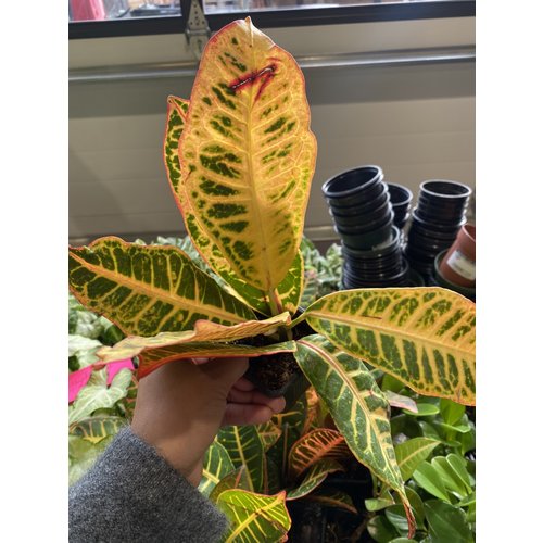 4" Croton Petra