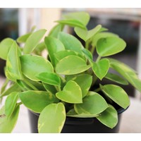 4" Variegated Peperomia Asst.
