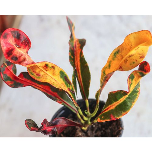 4" Croton Mammy 4" Croton Mammy