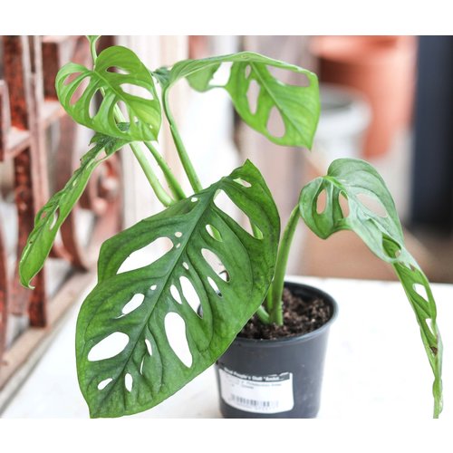 4" Philodendron Swiss Cheese