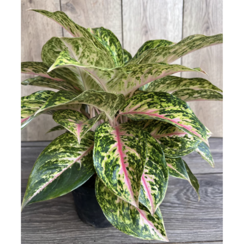 4" Aglaonema 'Two Tone Moonstone'