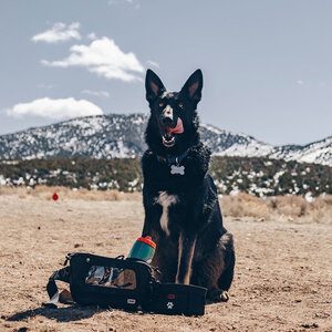 Chums Trail Dawg Waist Pack