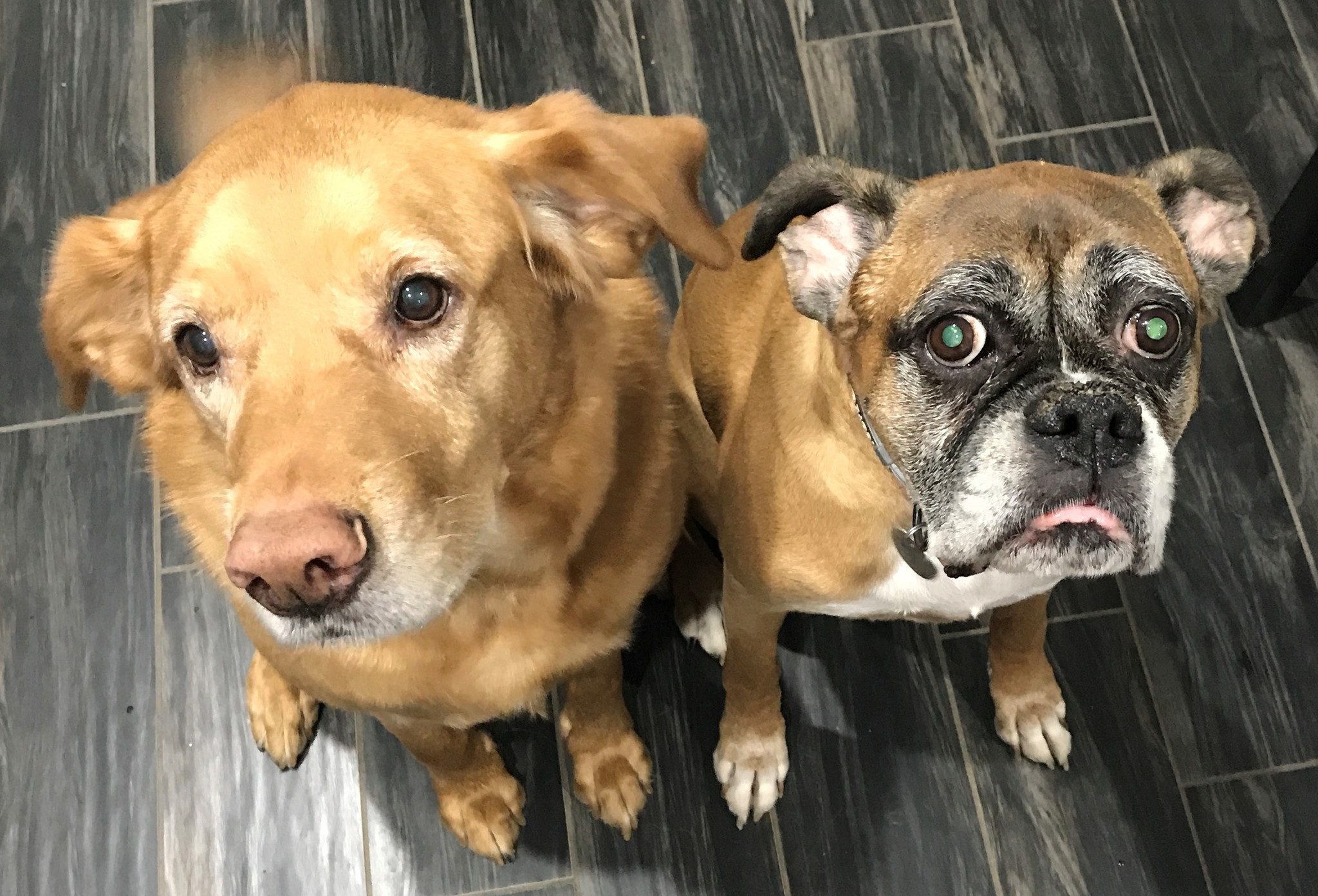 Did you know that 80% of our pets immunity is in their gut?