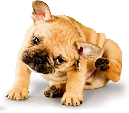 Flea and Tick Season is Coming