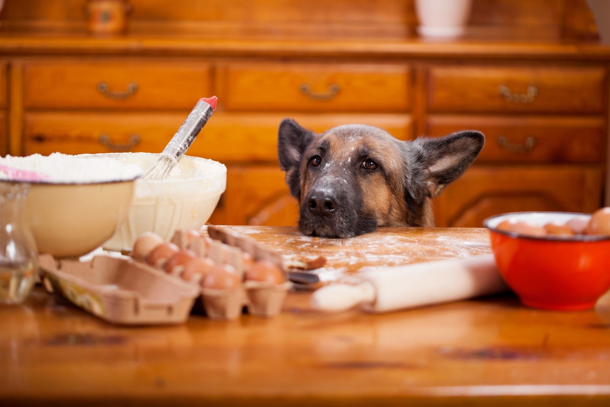 Keeping your pet safe this holiday season