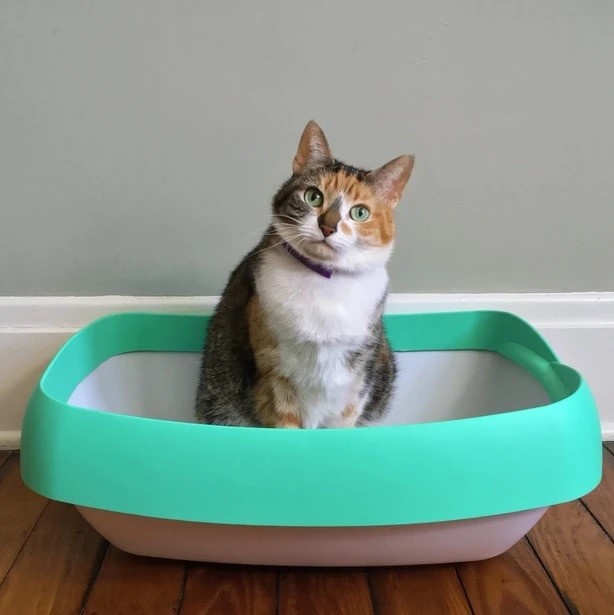 Is your cat having litter box issues?