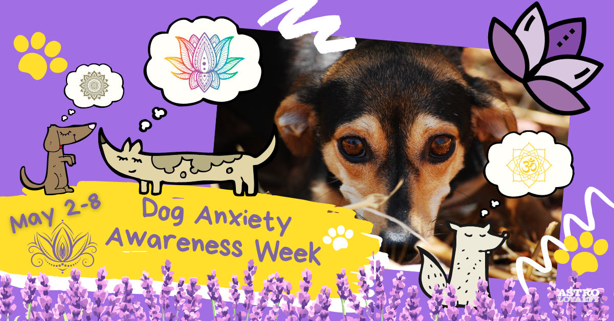 Dog Anxiety