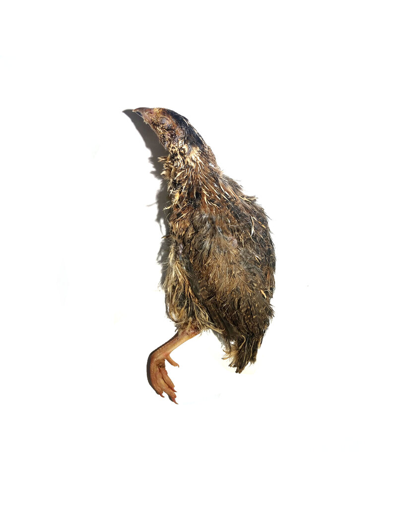 Savage Cat Split Quail 2 Pack