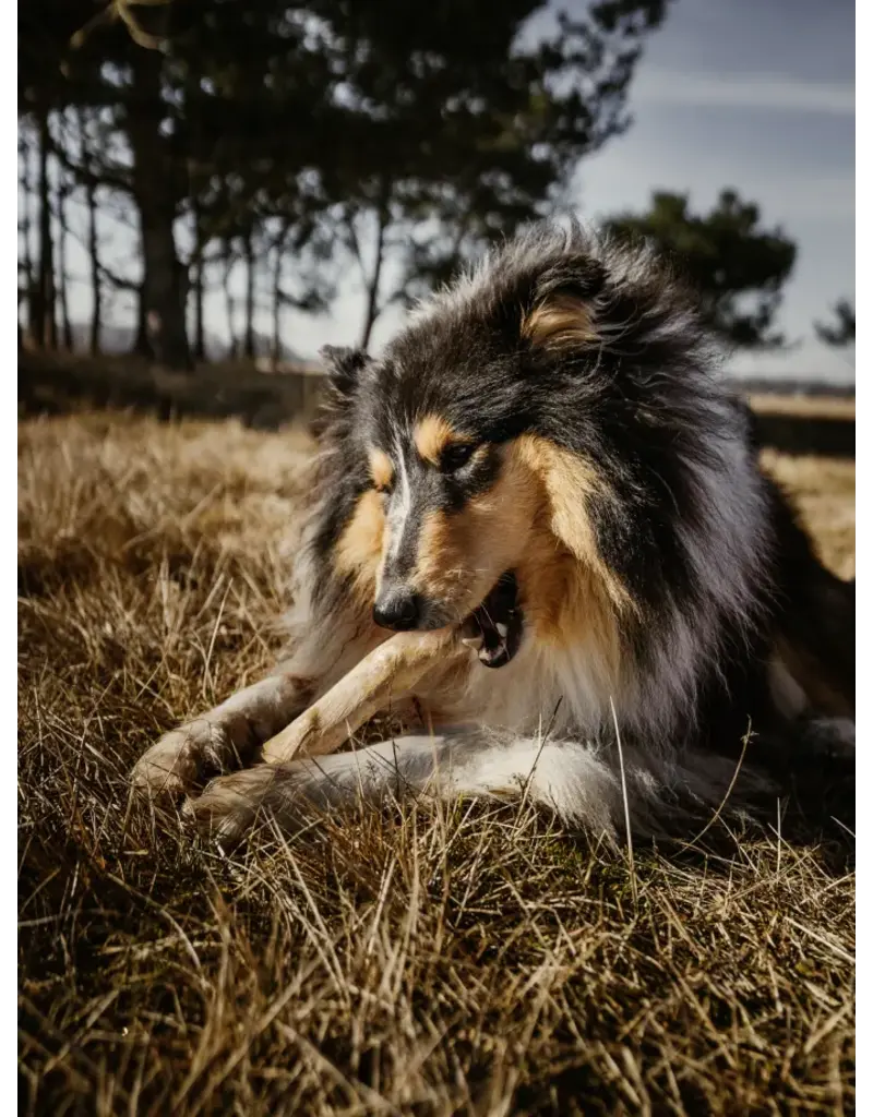 Canophera Coffee Wood Chews