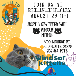 Windsor Kitties Return