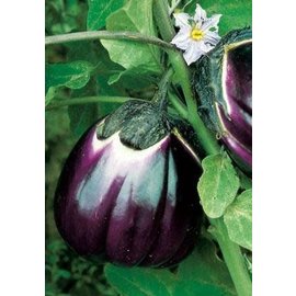 Salerno Eggplant Sicilian Melanzana Violetta Di Firenze