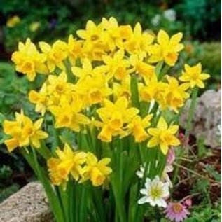 Netherland Bulb Narcissus Gazelle