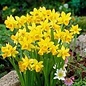 Netherland Bulb Narcissus Gazelle