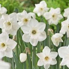 Netherland Bulb Narcissus Stainless