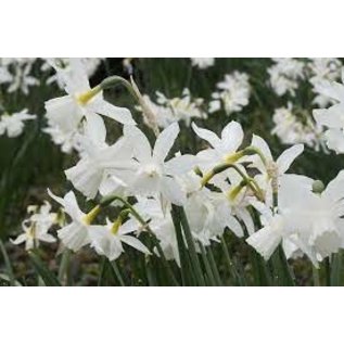 Netherland Bulb Narcissus Thalia