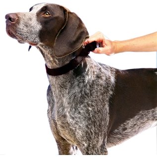 PETSAFE - GENERAL PetSafe Adjustable Martingale Collar Medium Black