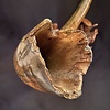 Fossilized Mammoth Tusk #322