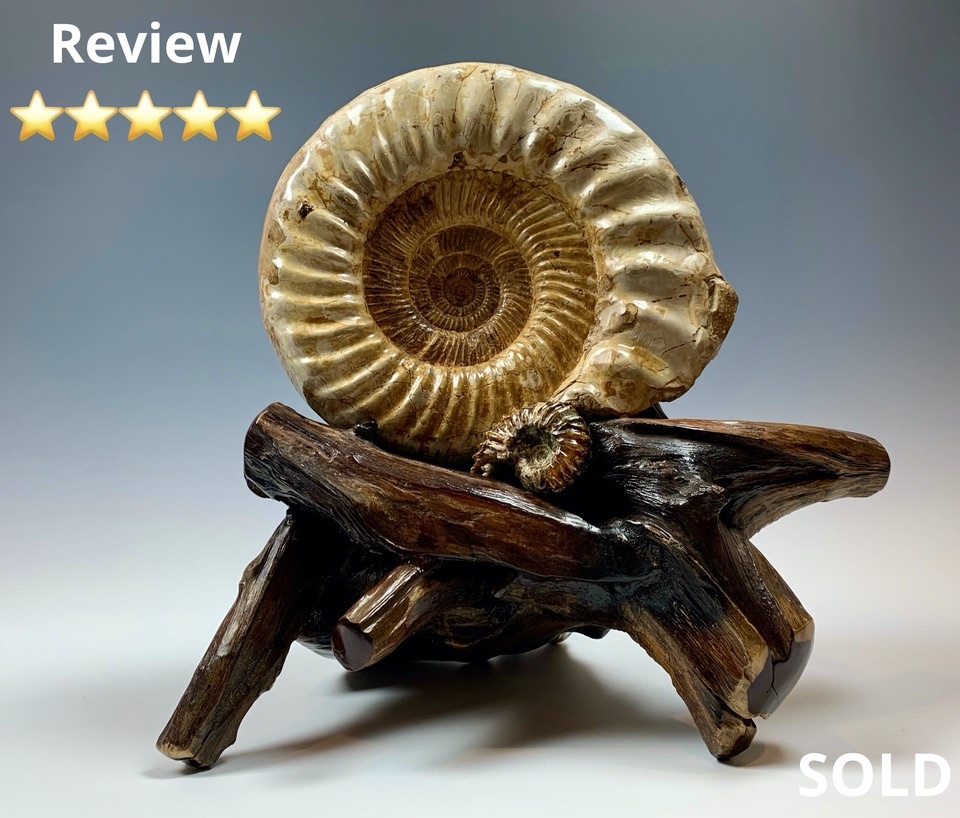 Ammonite Fossil on Rose Wood #318