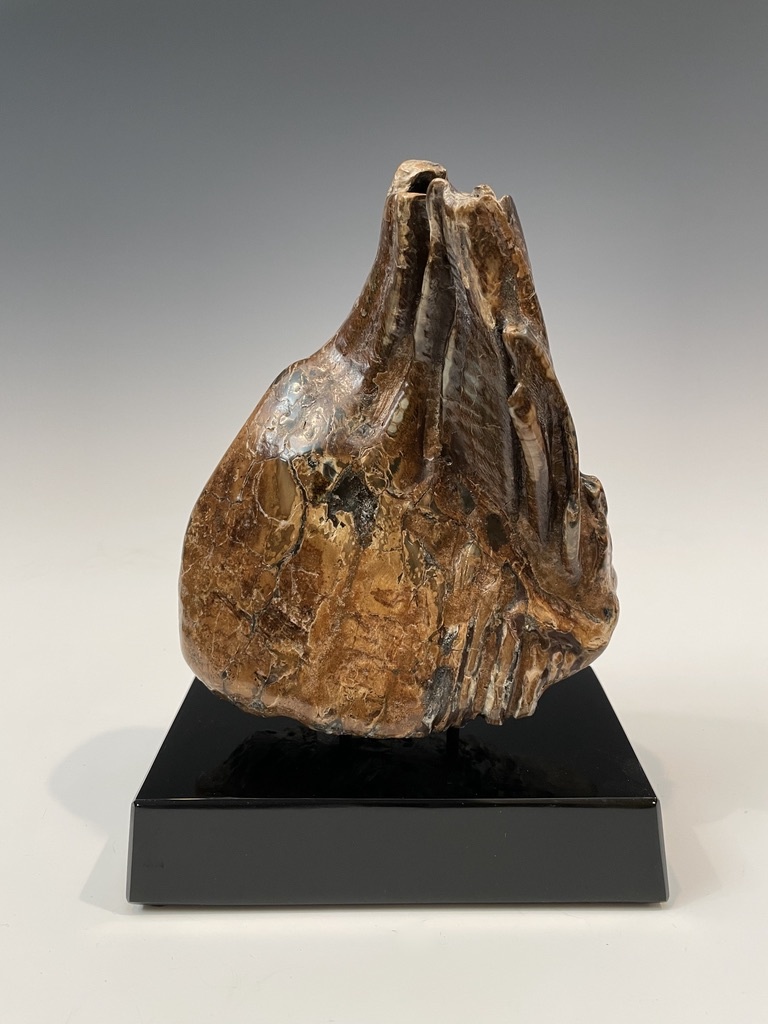 Fossil Mammoth Molar #493