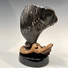 Fossil Mammoth Molar #492