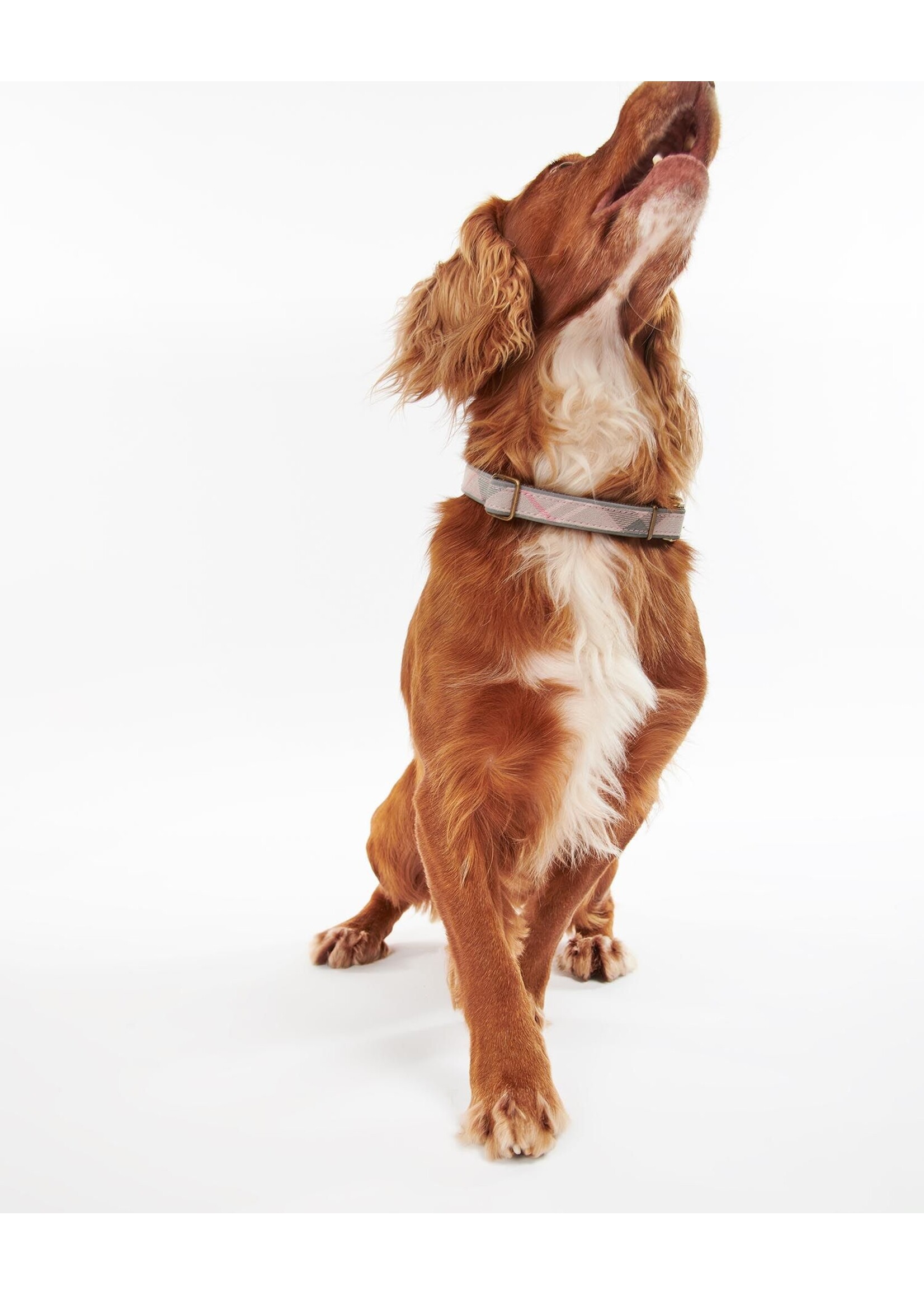 Barbour US for Men & Women Barbour Reflective Dog Collar