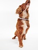 Barbour US for Men & Women Barbour Reflective Dog Collar