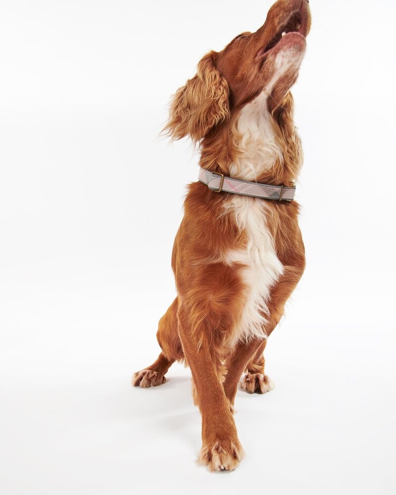 Barbour US for Men & Women Barbour Reflective Dog Collar