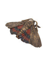 Red Underwing Moth Brooch in Bronze
