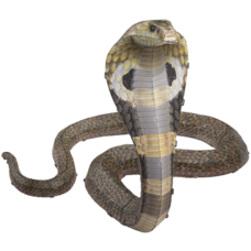 Cobra