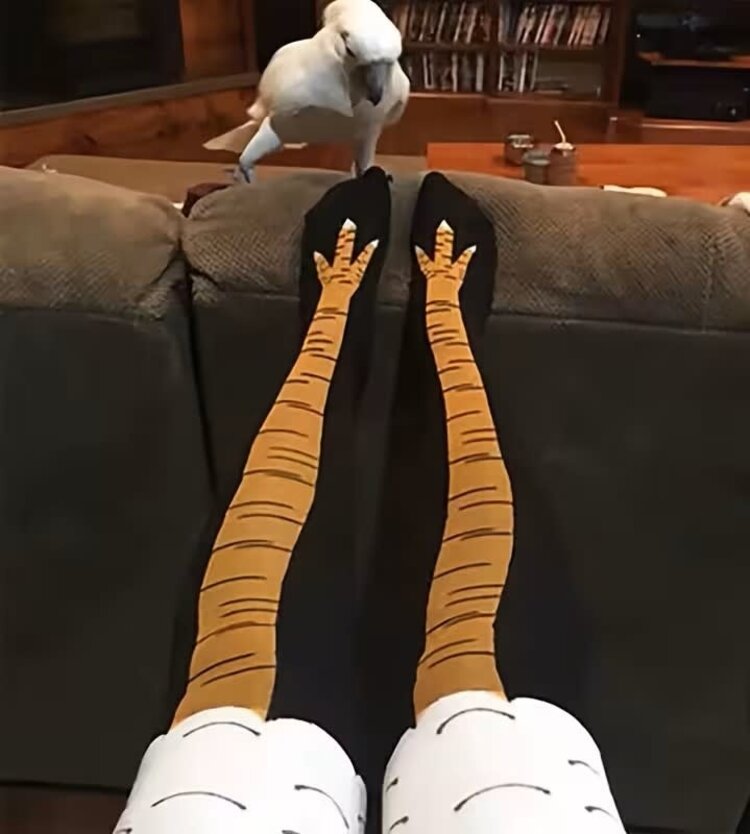 Chicken Legs Socks