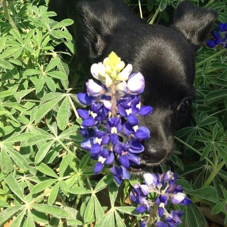Bluebonnet Season
