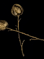 Antique Brass Finshed Walnut Spoons S/2