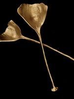 Antique Brass Finished Pewter Ginkgo Spoons s/2