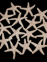 Table Art Collection Starfish trivet