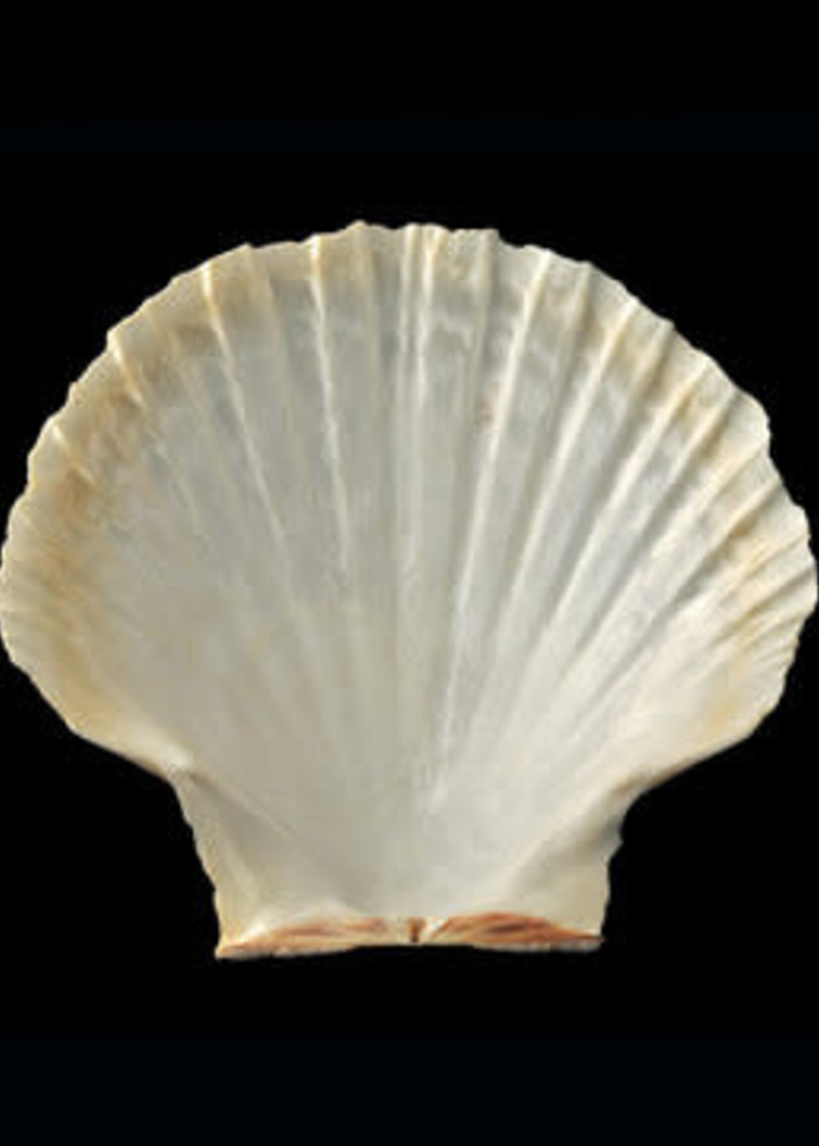 6/5/25 @ 5:30 p.m., French!  Coquille Saint Jacques and other classic dishes