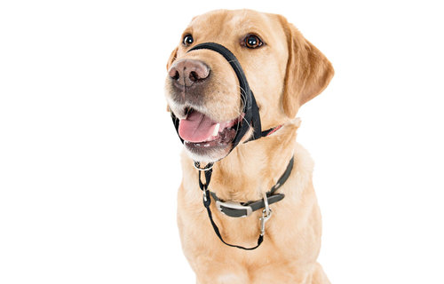 Company of Animals Halti Halt Headcollar Muzzle