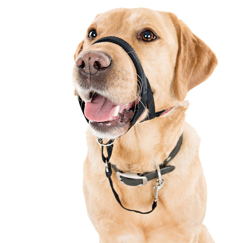 Halti Halt Muzzle Paw Street Market