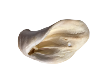 Open Range Cow Ear Large